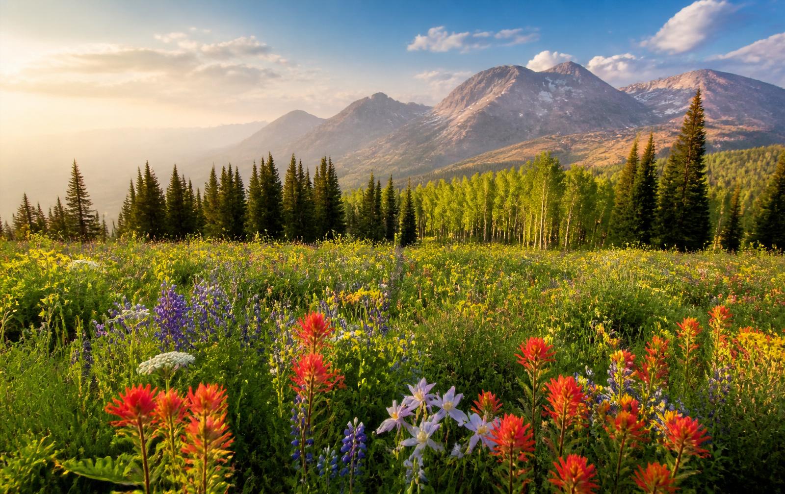 A vibrant Wasatch mountain meadow with wildflowers, trees, and warm natural light — a peaceful invitation to begin the conversation